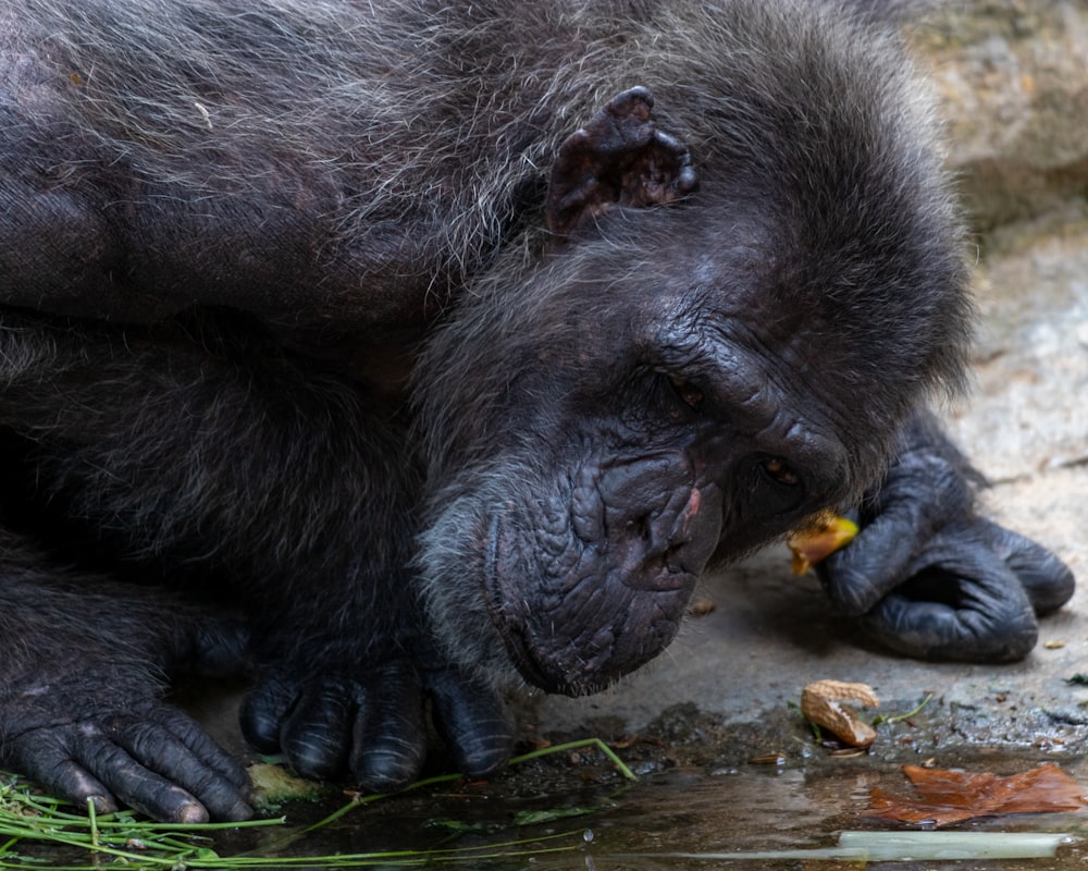 a close up of a small animal near a body of water