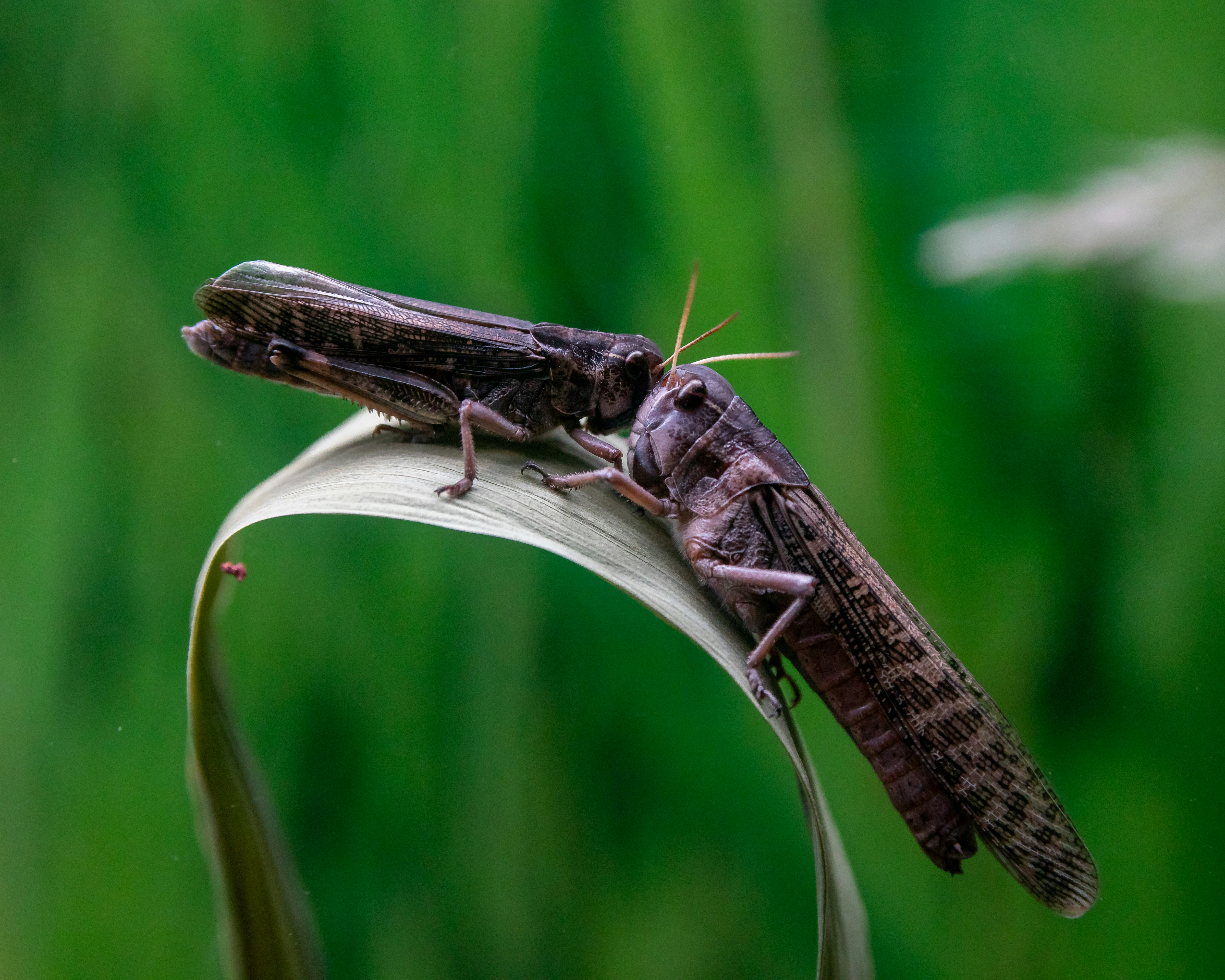 a close up of a bug on a leaf