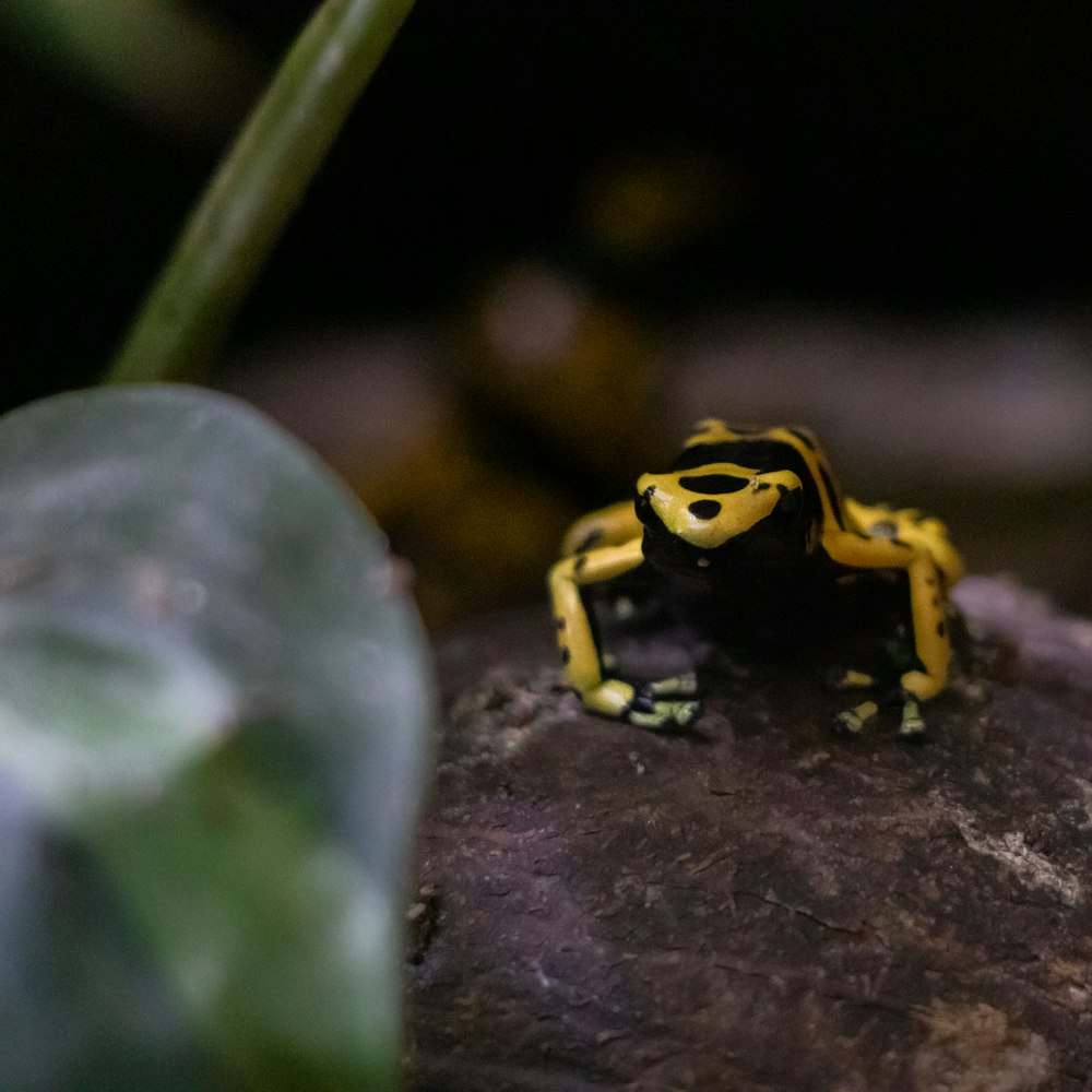 a yellow and black frog sitting on a rock