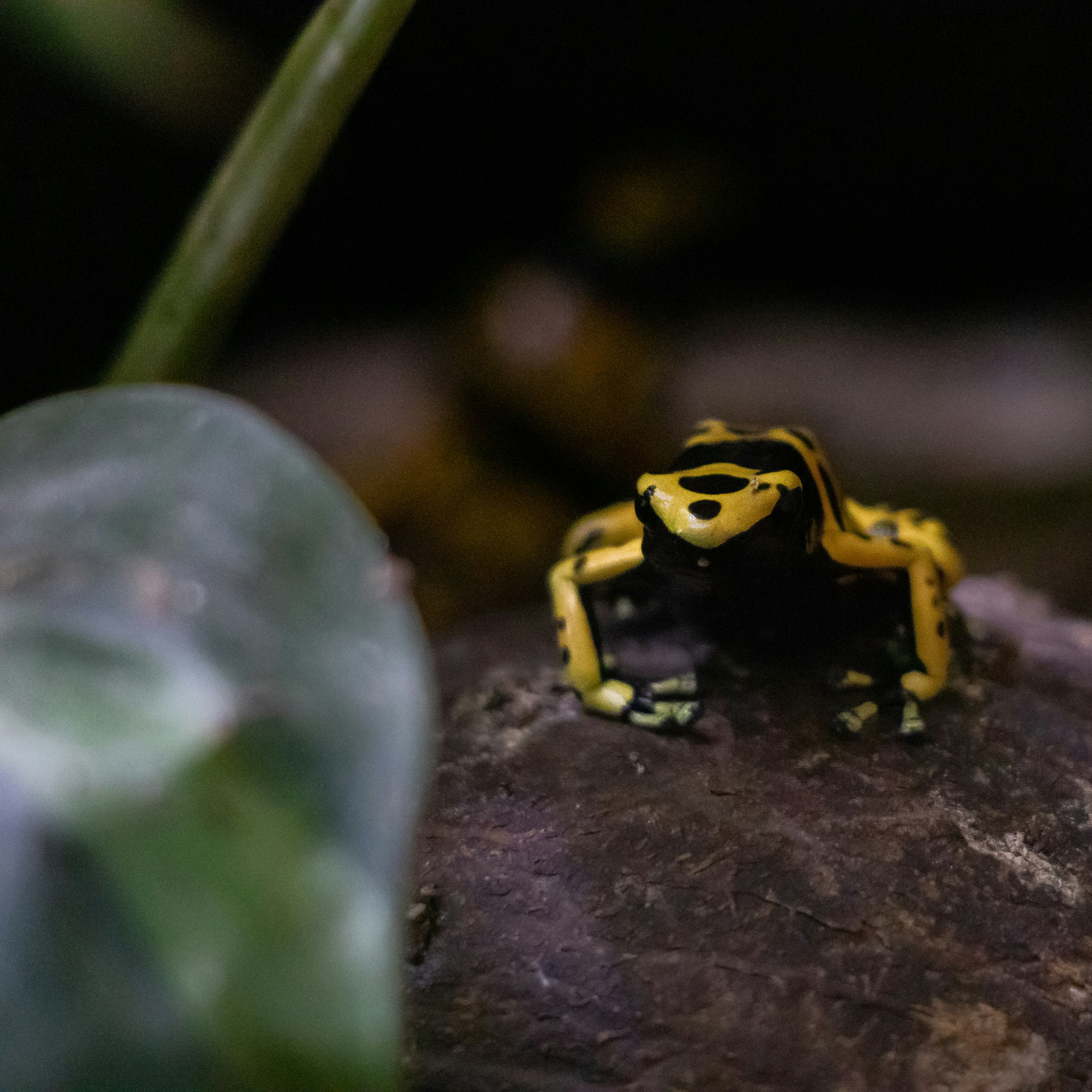 Leapfrog your way down this page and be amazed at how gorgeous and clear our huge collection of frog images is! Taken by professional photographers, meticulously curated, and always free to Unsplash users!