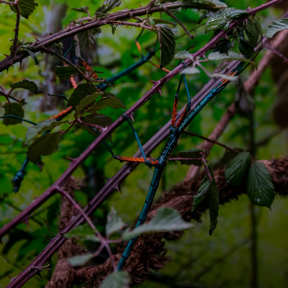 a blue and orange lizard sitting on top of a tree branch