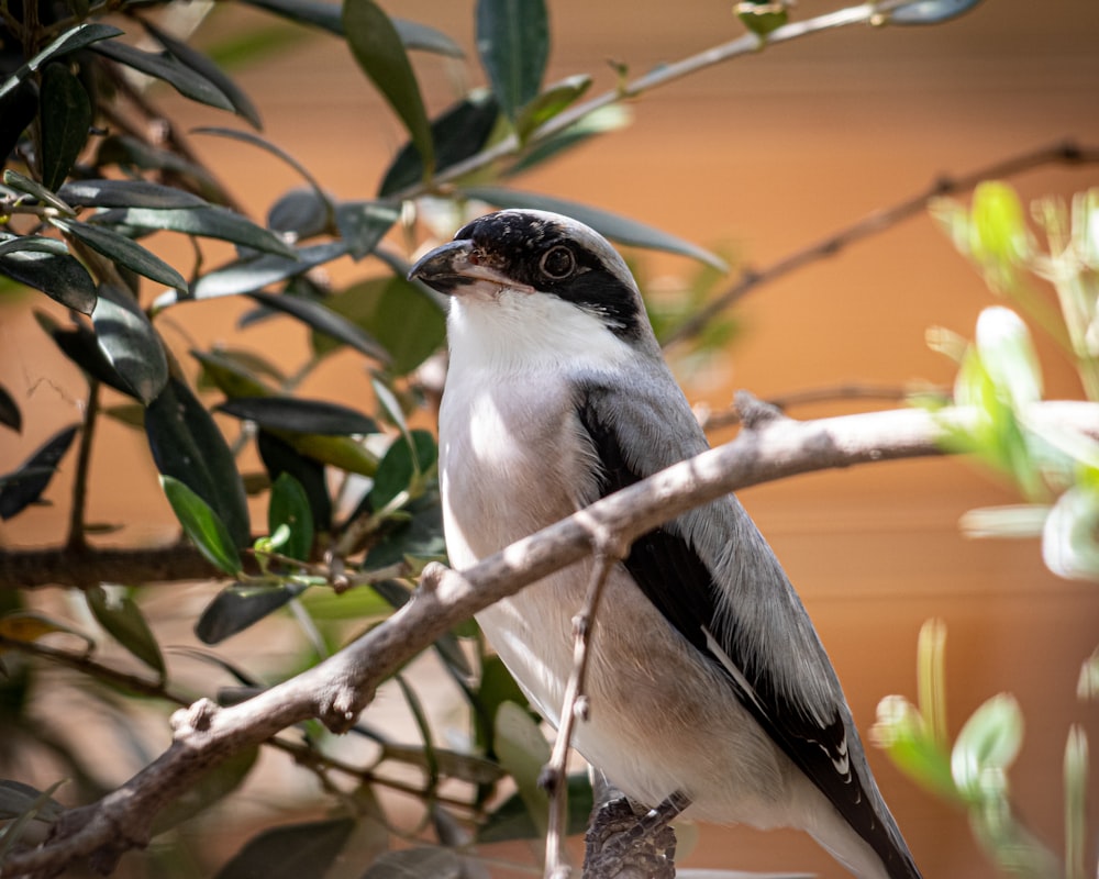 a bird sitting on a branch of a tree