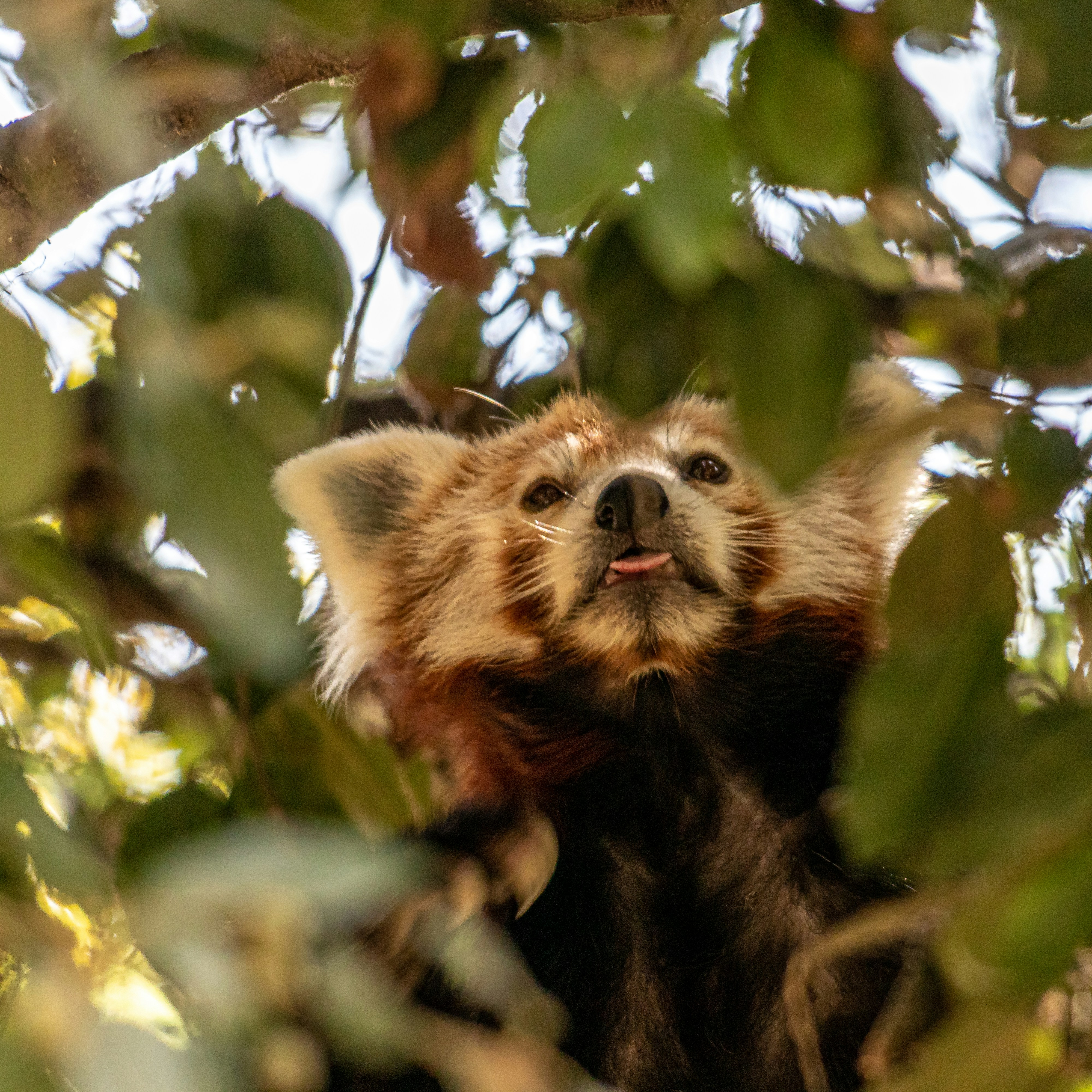 Red panda in a tree, sticking its tongue out