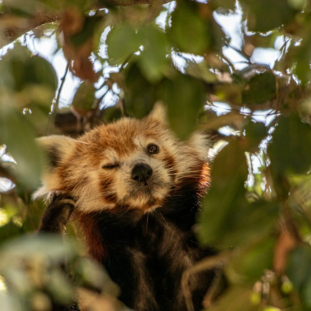 a brown and black animal sitting in a tree