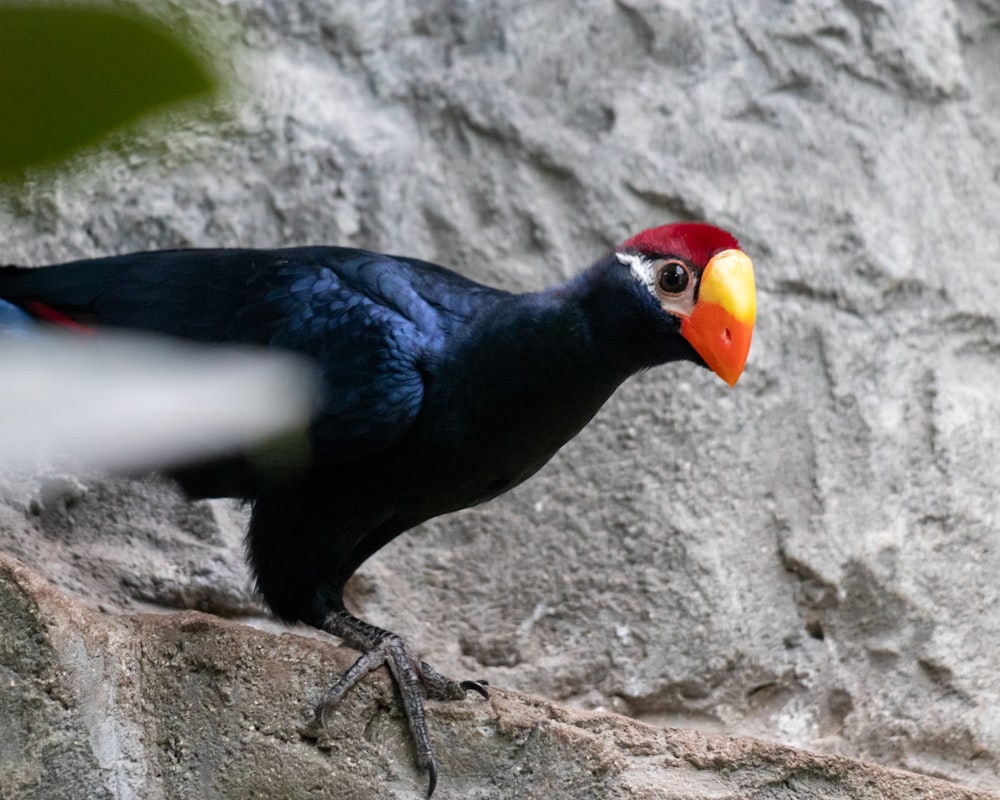 a black bird with a red and yellow beak