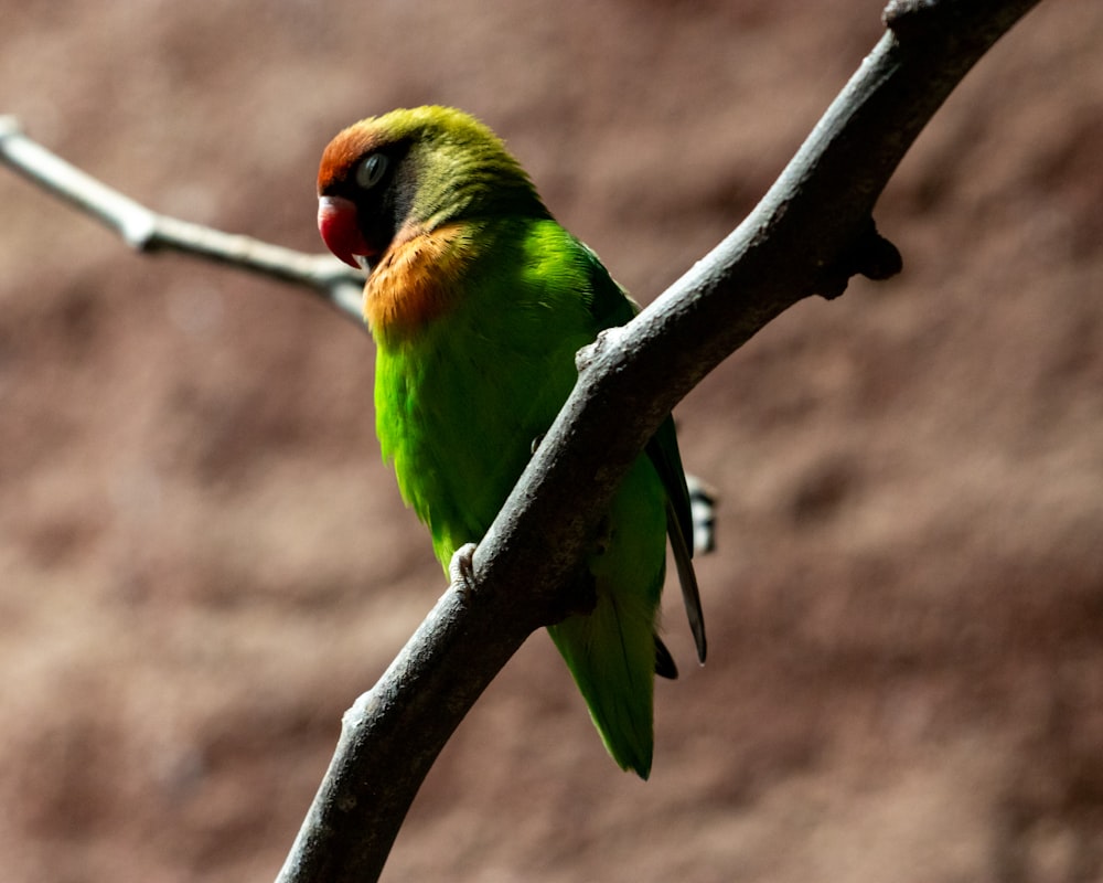 a green bird sitting on a tree branch