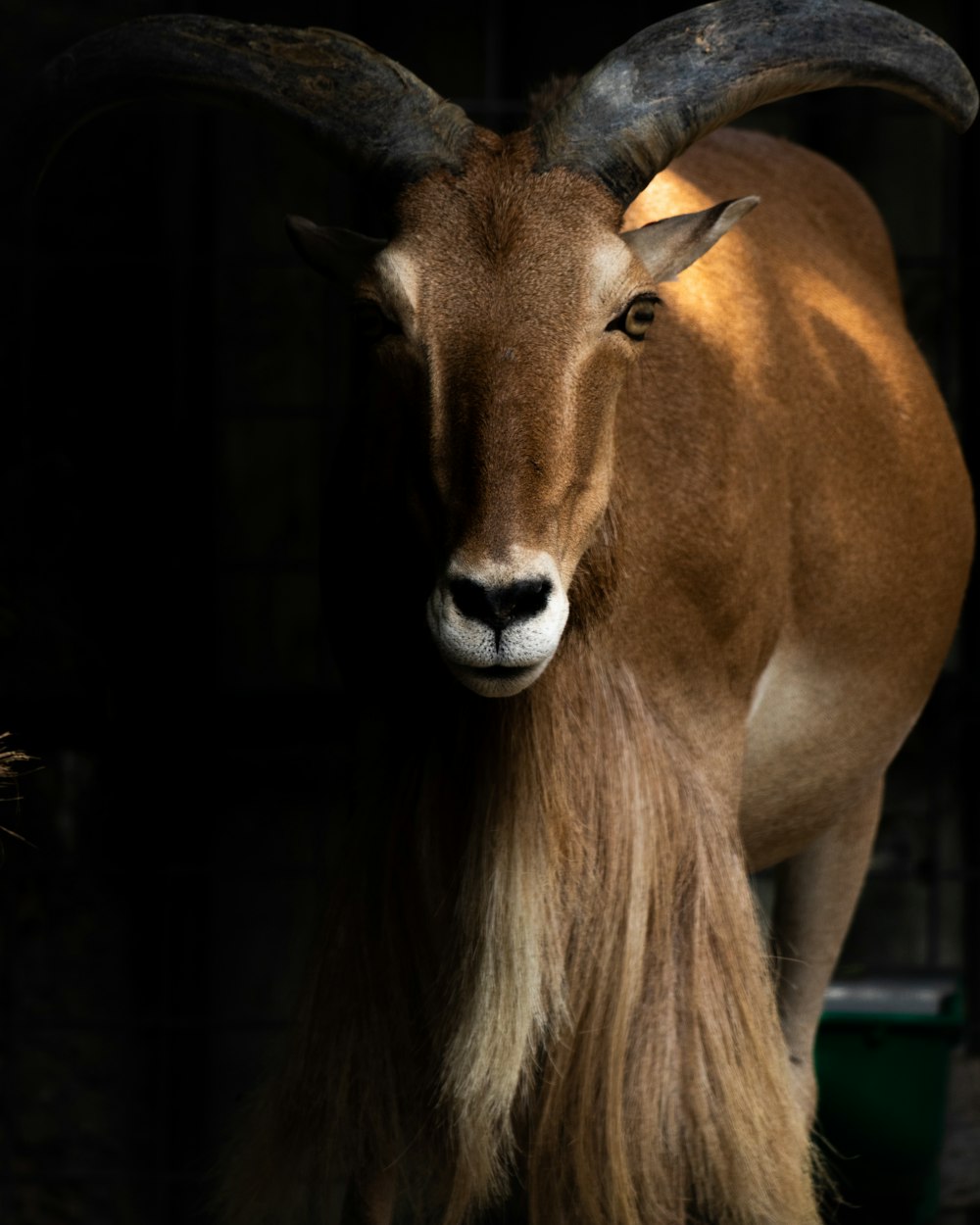 an animal with long hair standing in a barn