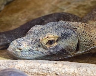A close-up of a Komodo dragon resting on rocky terrain.