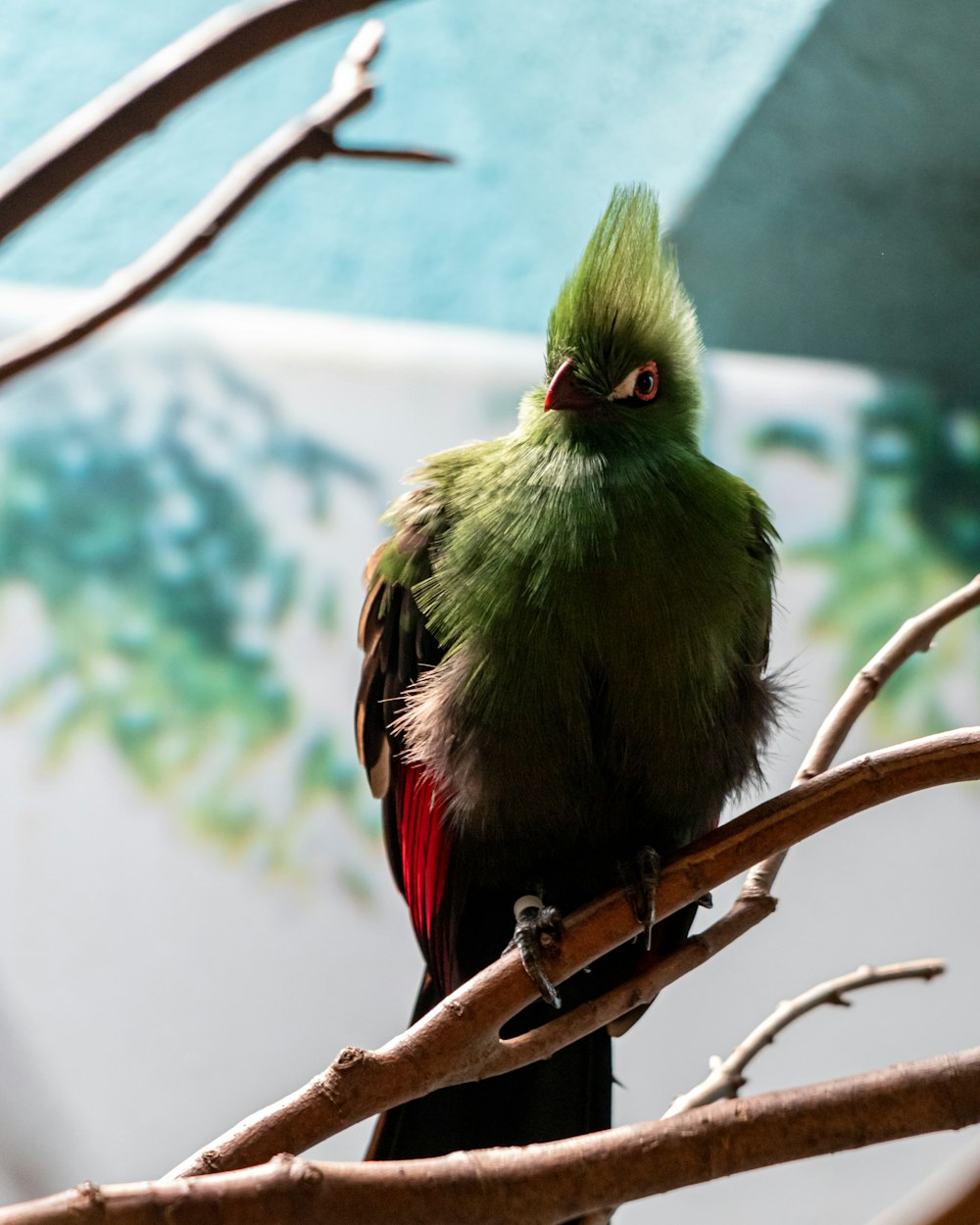 a bird with green feathers sitting on a tree branch