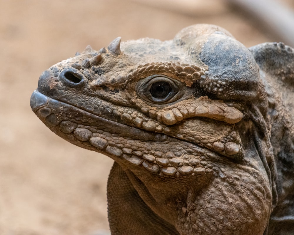 a close up of a lizard on a dirt ground