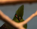 Sue capturing a close-up of a colorful tropical bird perched on a branch.