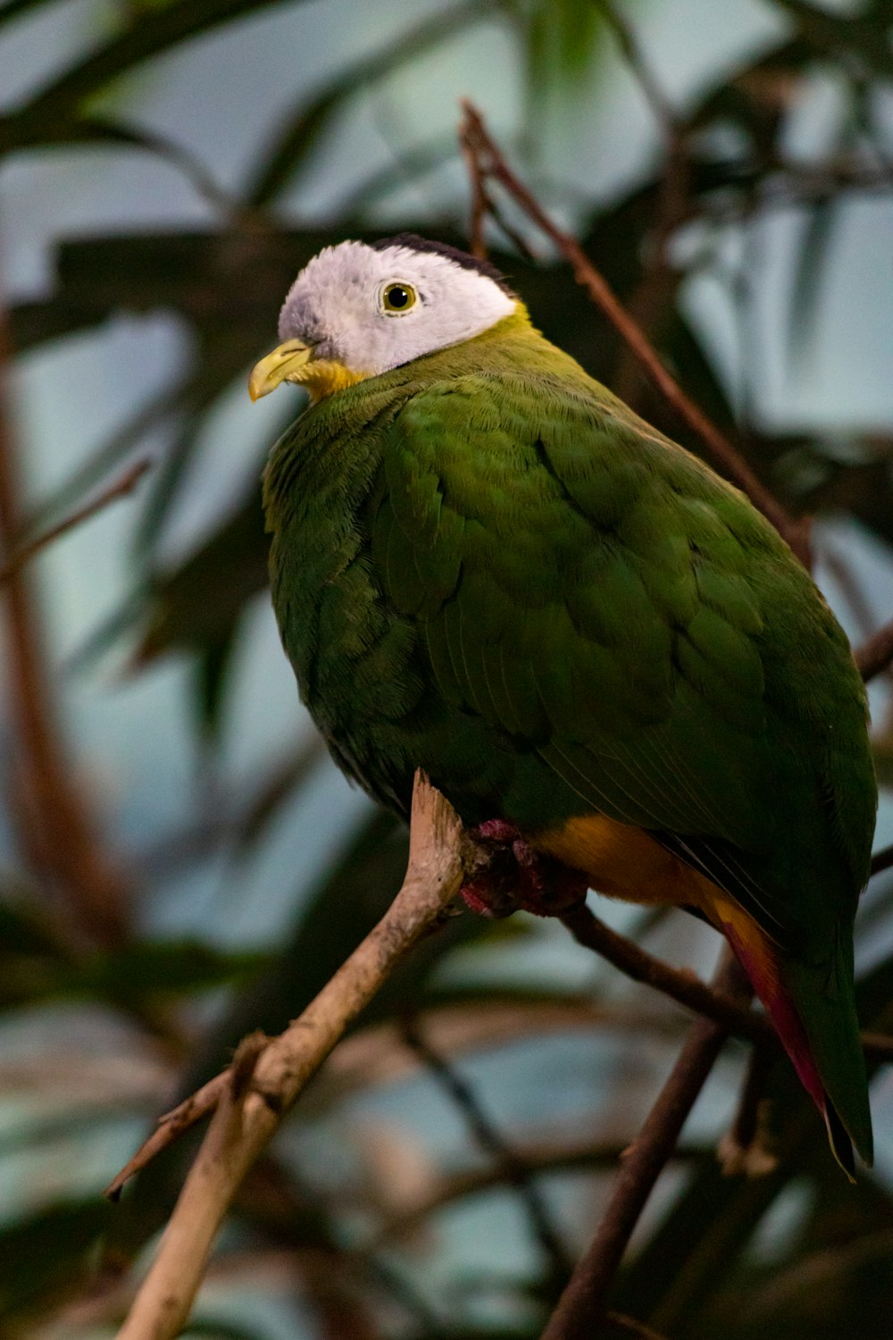 a green and yellow bird sitting on top of a tree branch