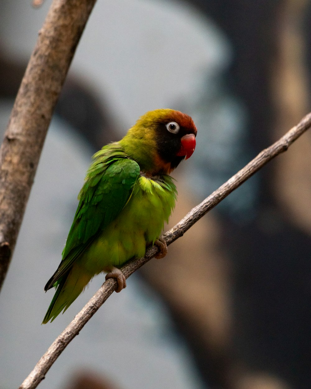 a green and red bird sitting on a tree branch