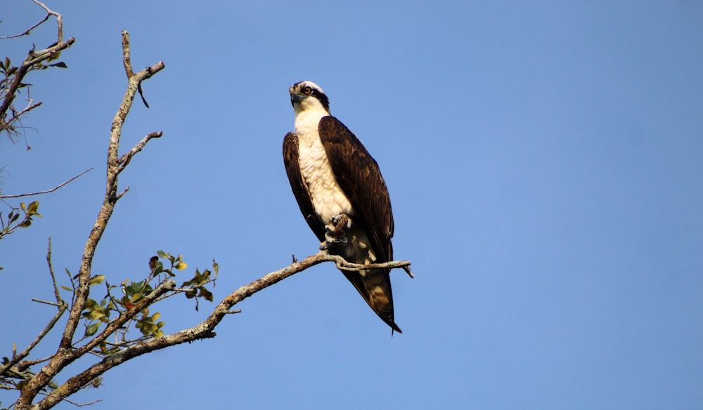 a large bird perched on top of a tree branch