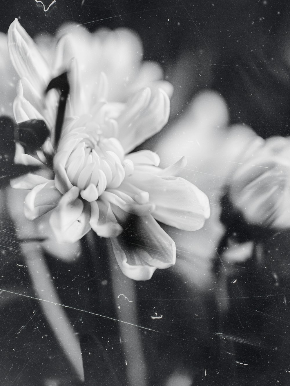 a black and white photo of a flower