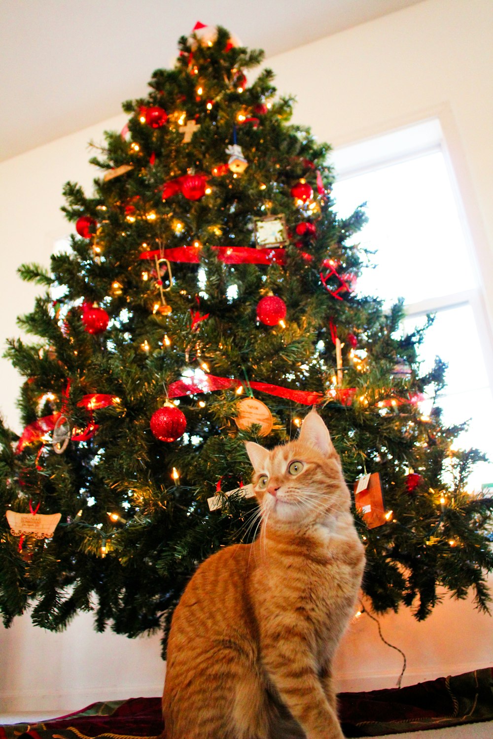 a cat sitting in front of a christmas tree