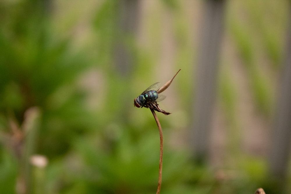 a blue fly sitting on top of a green plant