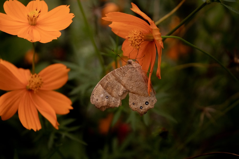a brown moth sitting on top of an orange flower