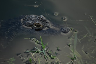 A crocodile partially submerged in murky water, with its textured skin and sharp eyes visible above the surface. Green aquatic plants and small bubbles can be seen around it, enhancing the natural and wild setting.