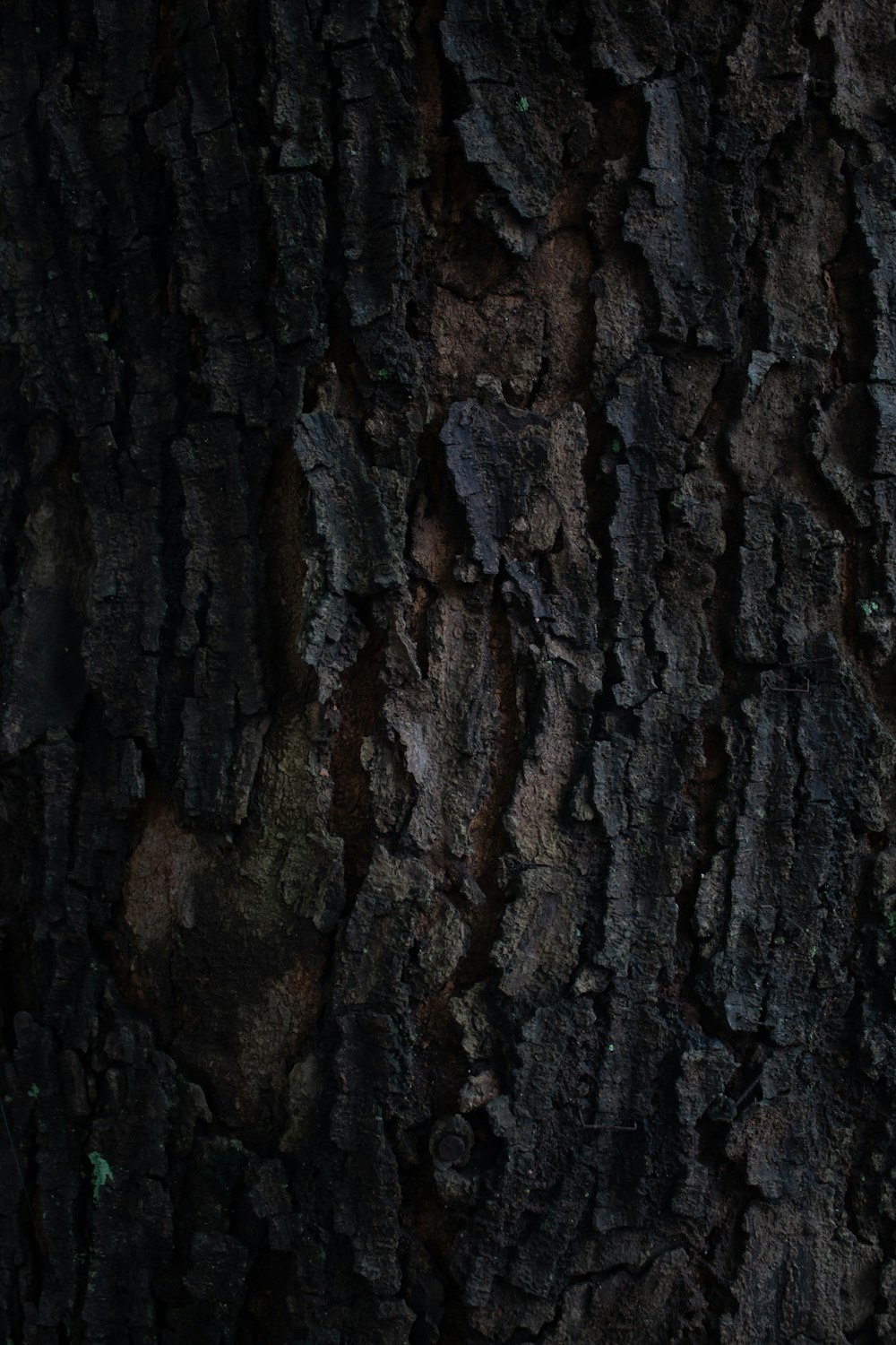 a close up of a tree trunk with bark