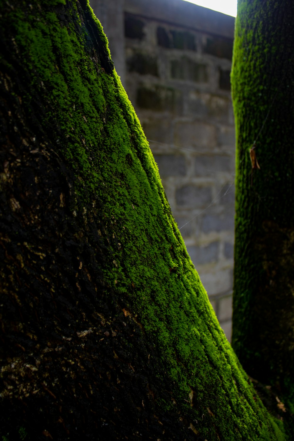 a close up of a tree with moss growing on it