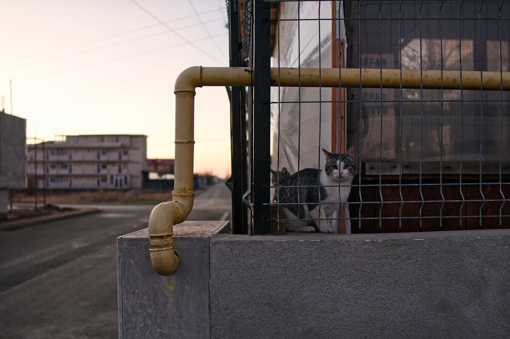 um gato atrás de uma cerca olhando para a rua