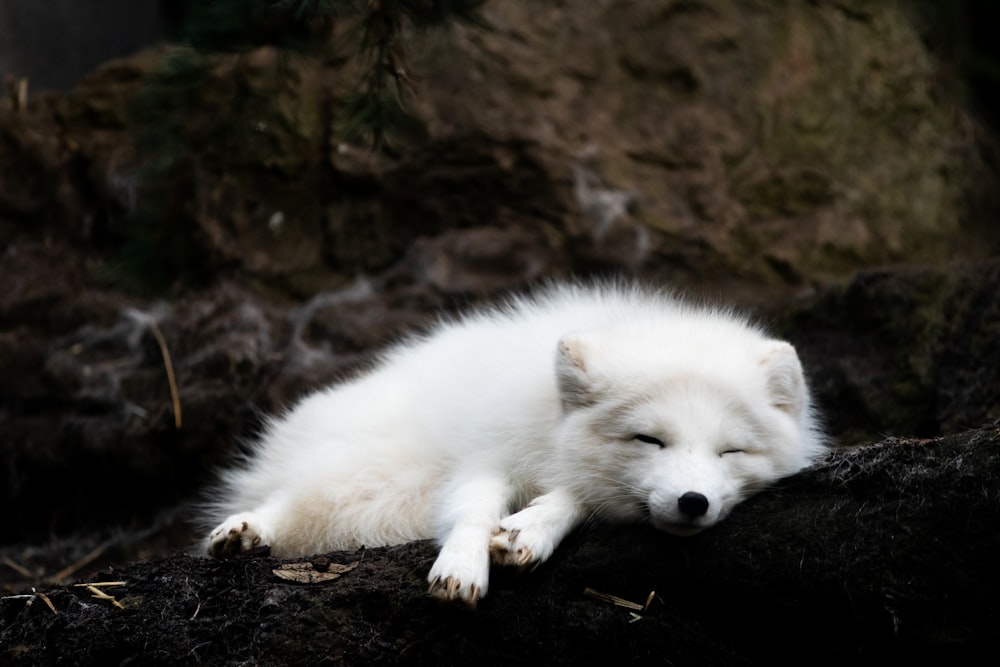 Un lobo blanco acostado encima de un montón de tierra