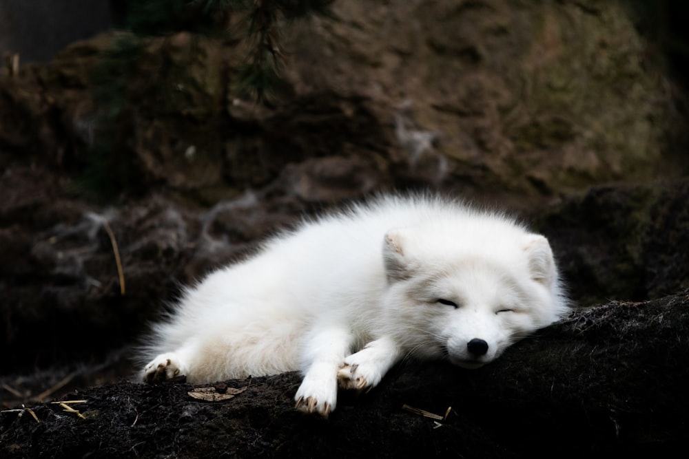 a white wolf laying on top of a pile of dirt