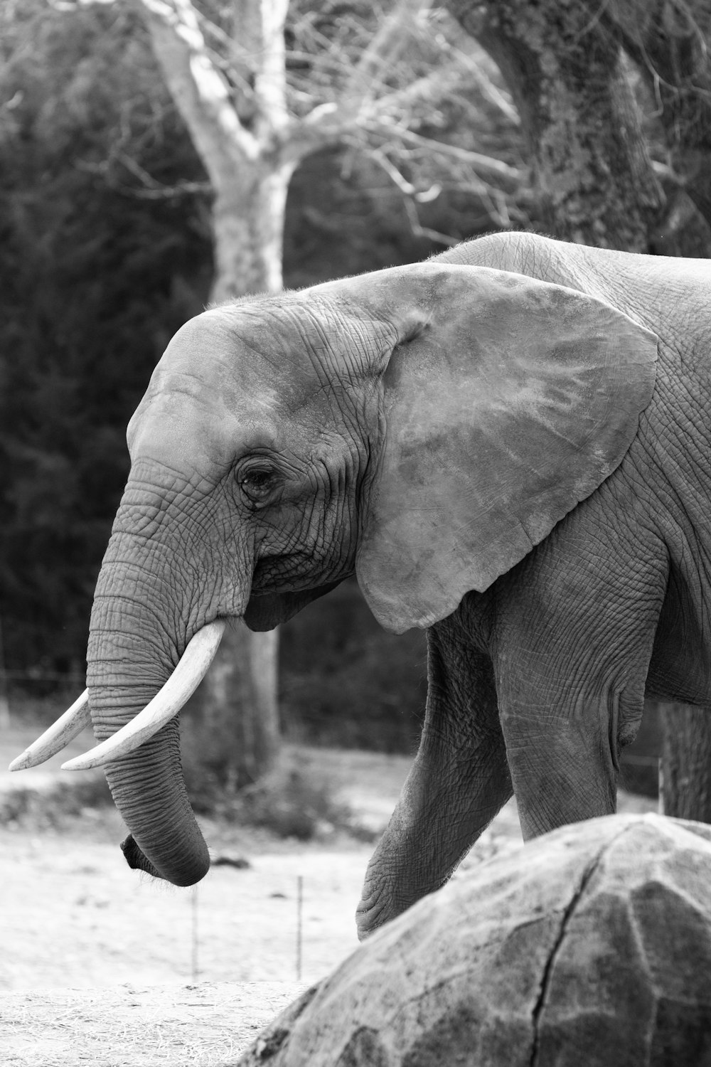 a large elephant standing next to a pile of rocks