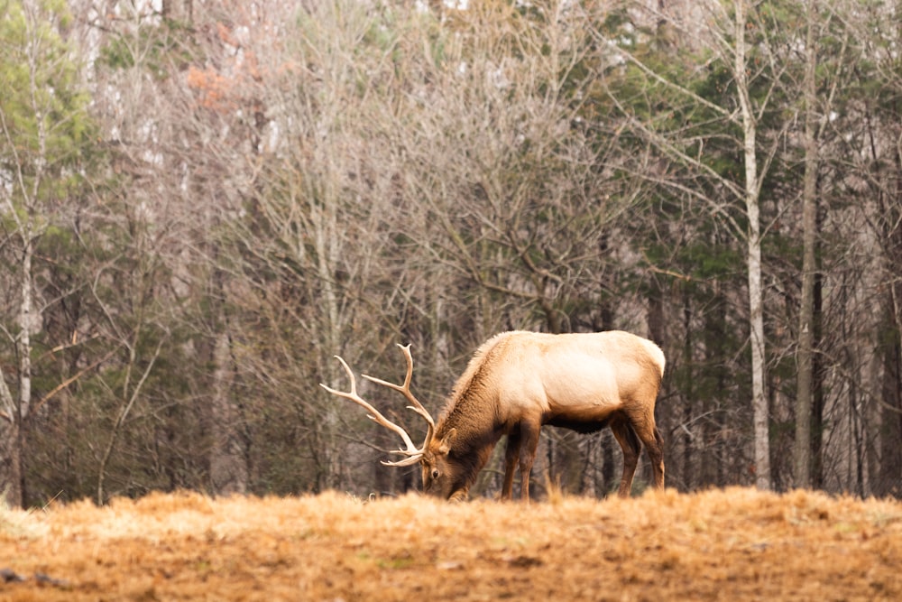 an elk grazing in a field with trees in the background