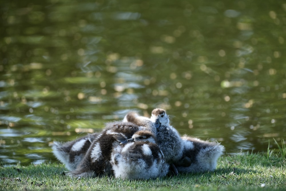 a couple of animals that are laying in the grass