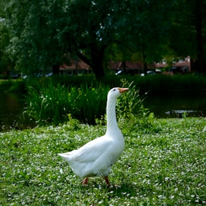A white goose stands gracefully on a lush, grassy field by a small pond. The background is filled with vibrant green foliage and tall trees, casting scattered shadows. Distant houses can be seen peeking through the tree line.