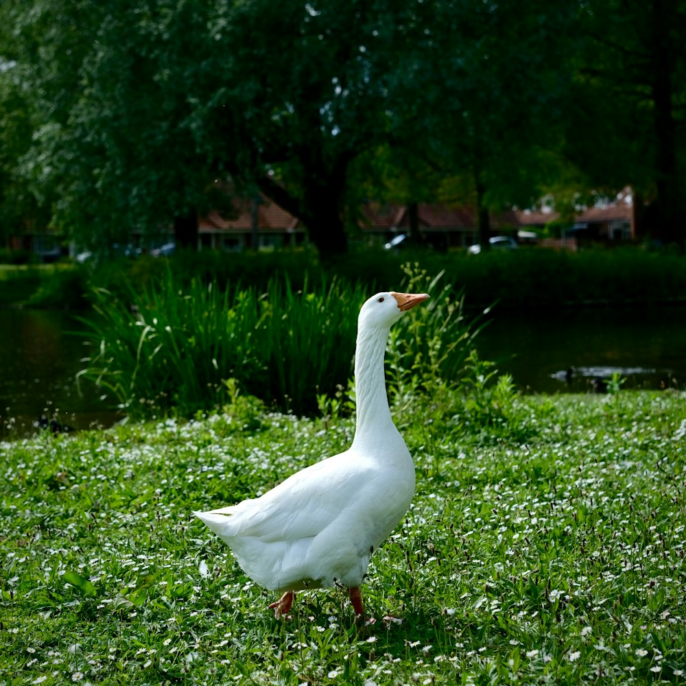 a white duck standing on top of a lush green field