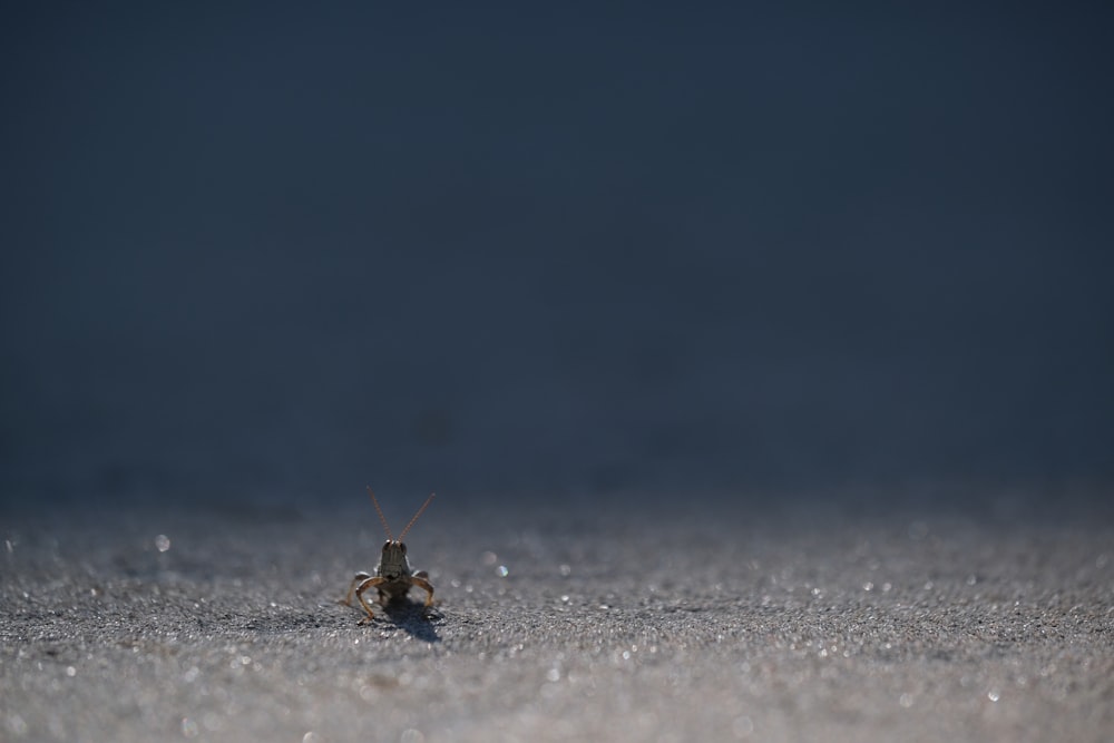 a small insect sitting on top of a sandy beach