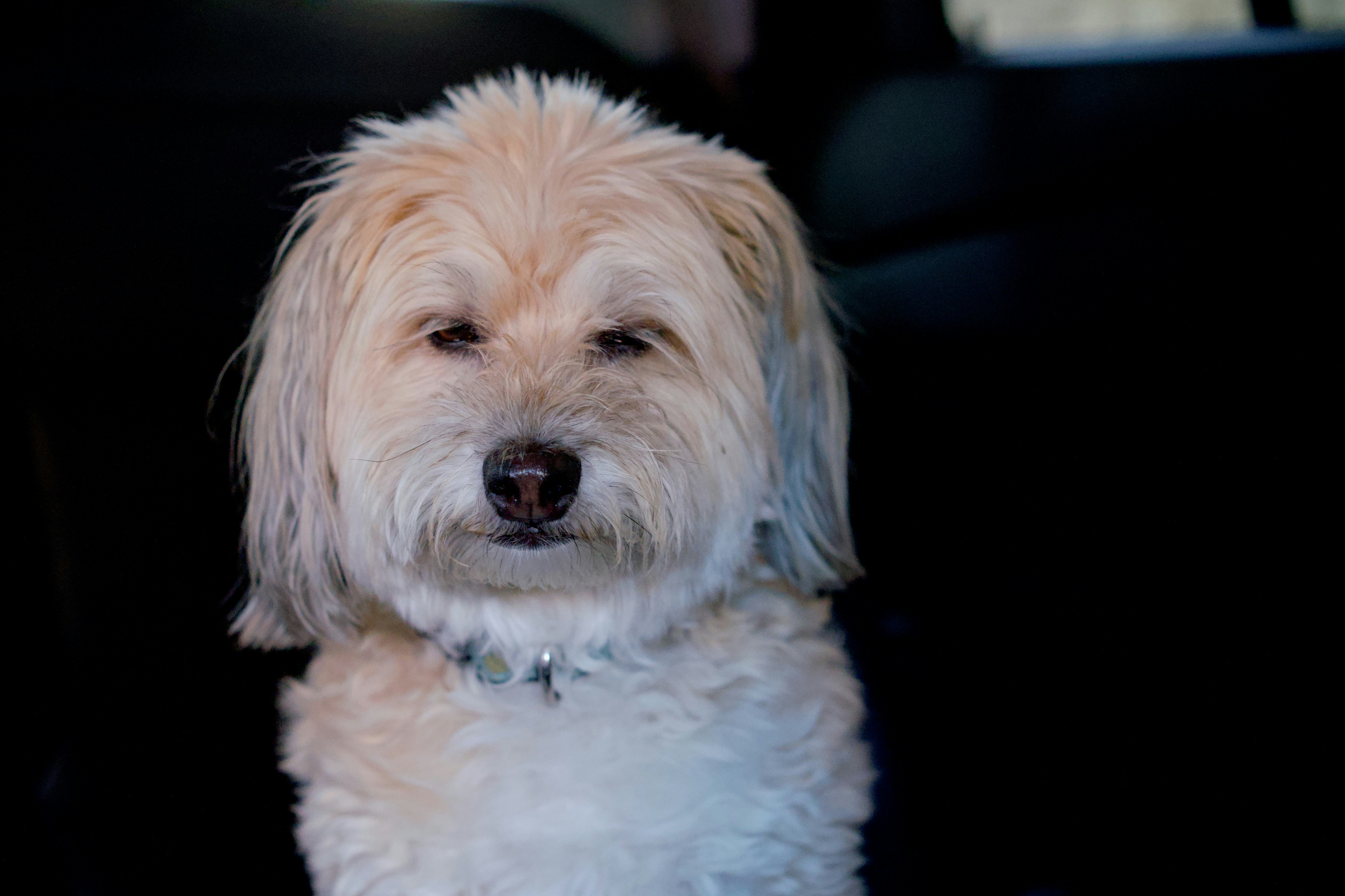 Un pequeño perro blanco sentado en el asiento trasero de un coche