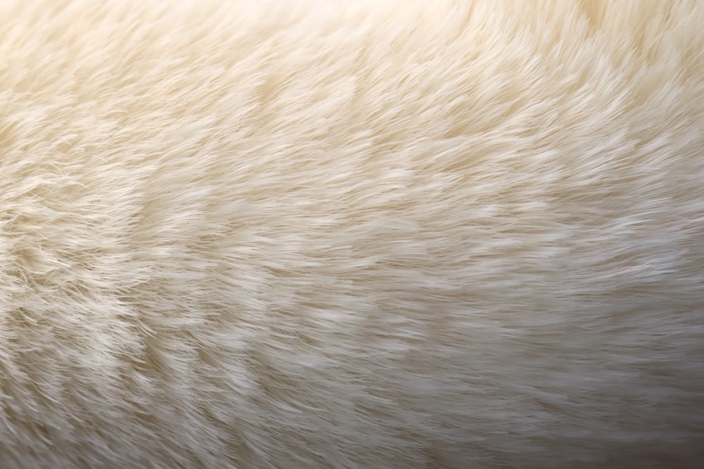 White Fur Texture Picture, Free Photograph