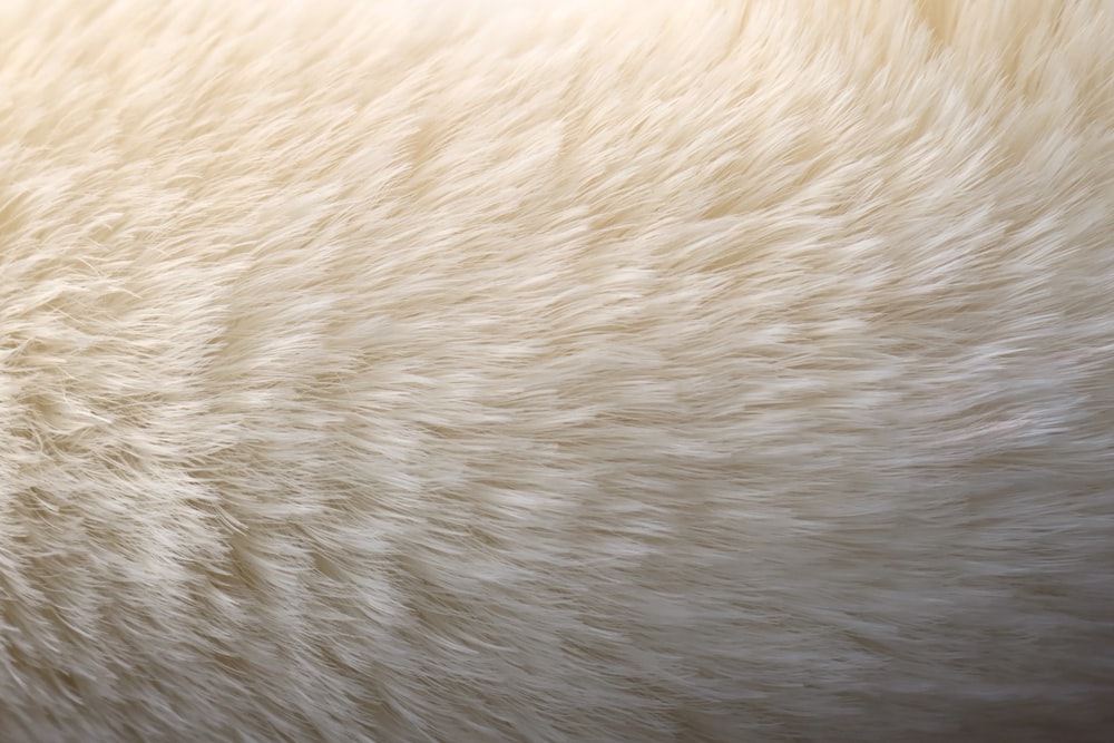 a close up of a white fur texture