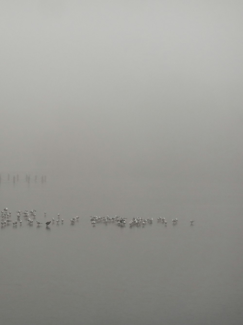 a flock of birds floating on top of a body of water