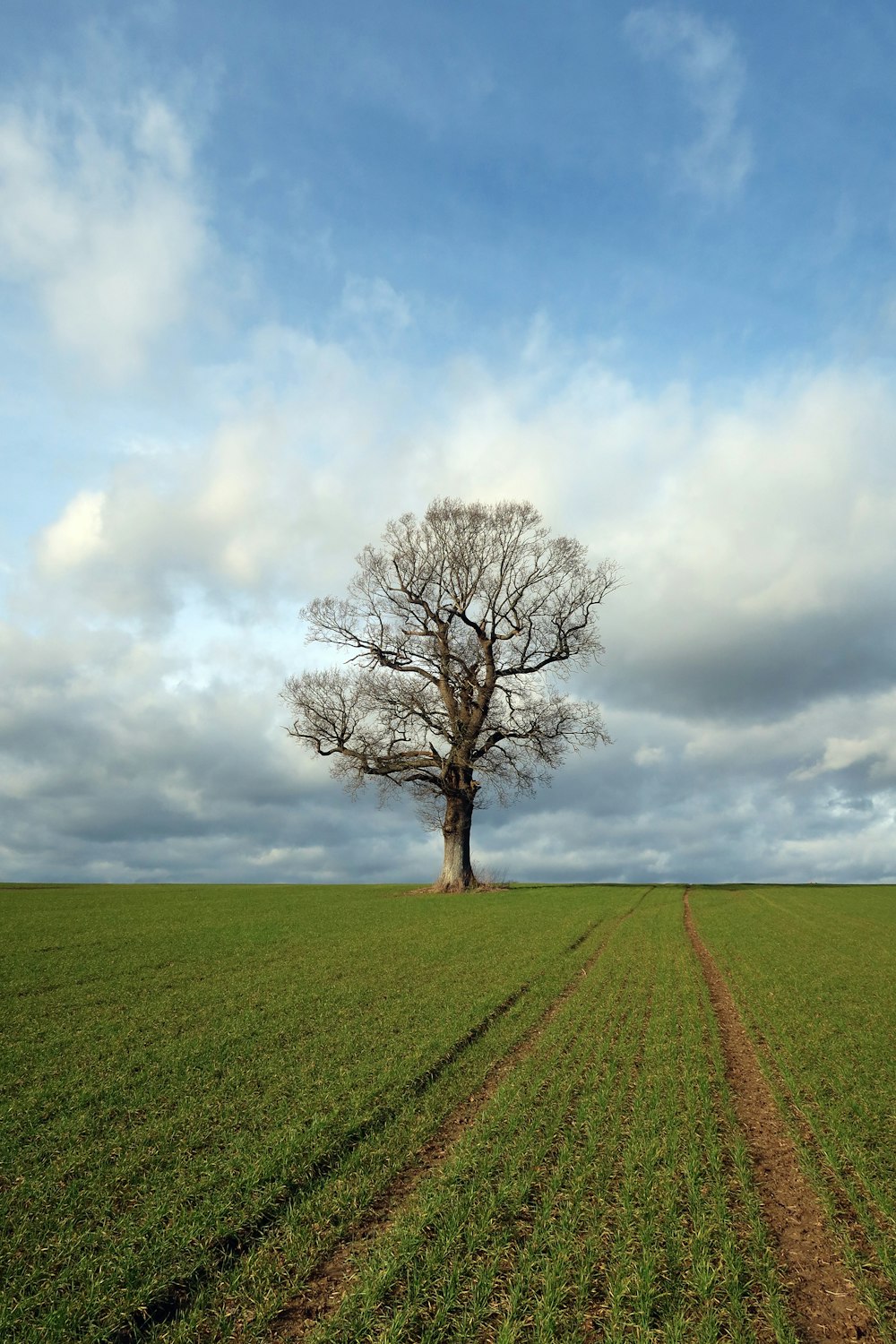 a lone tree stands in the middle of a field