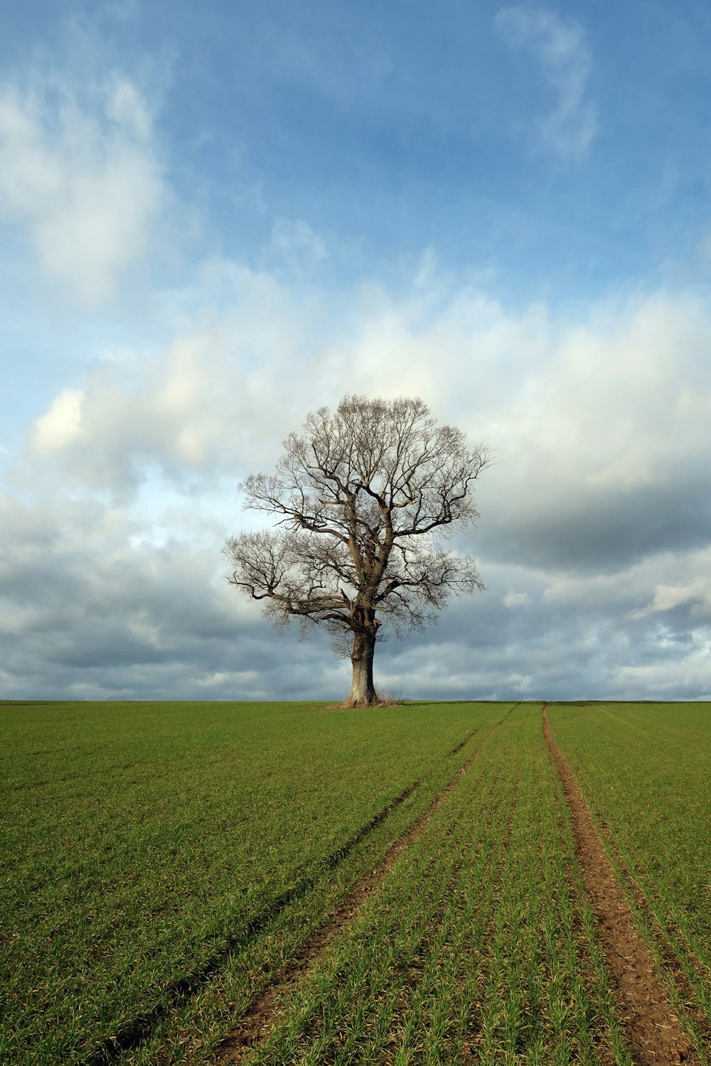 Un arbre solitaire se dresse au milieu d’un champ