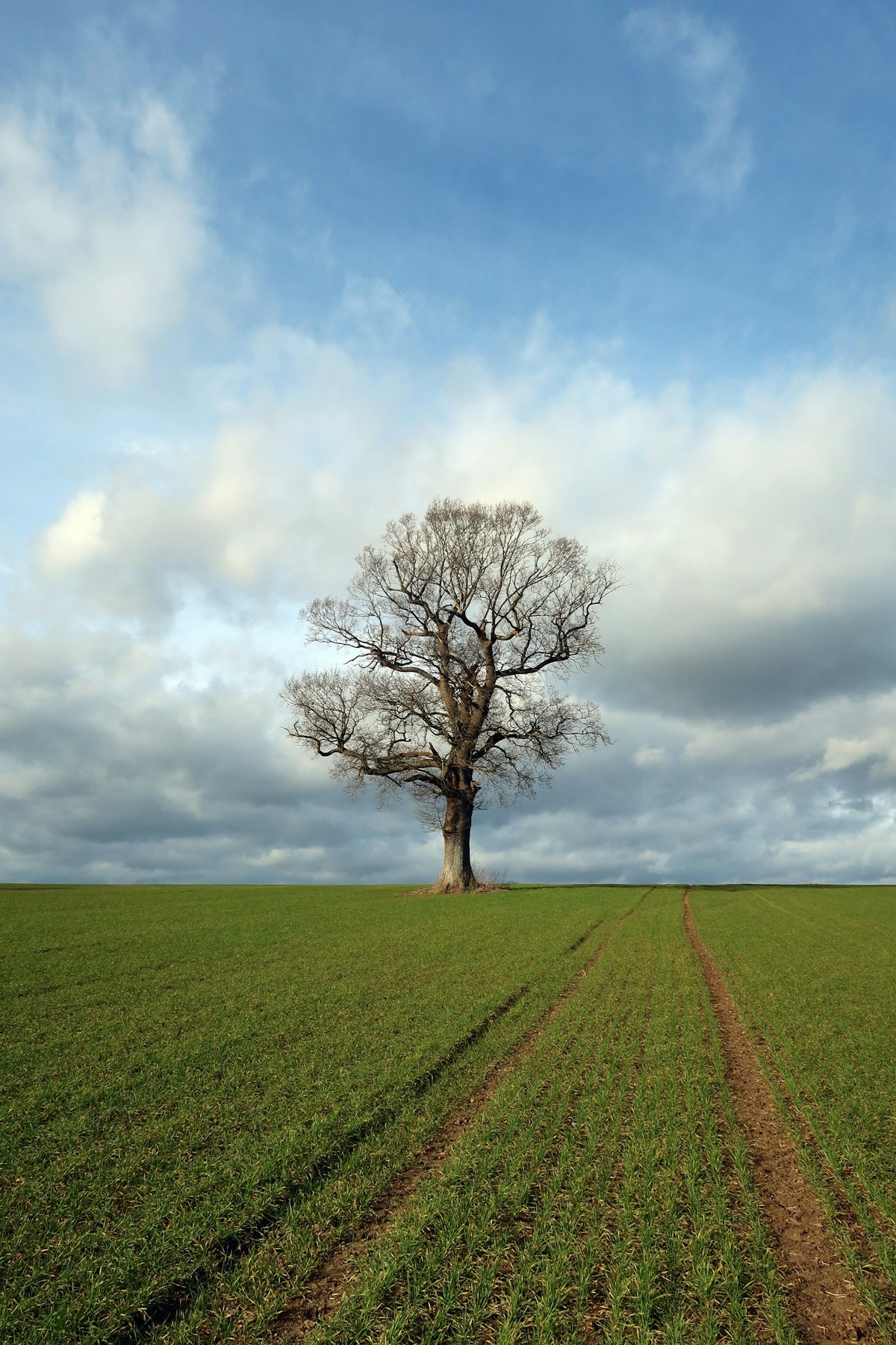 A lone English oak standing in a quiet field
