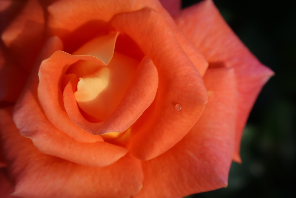 a close up of an orange rose with a black background