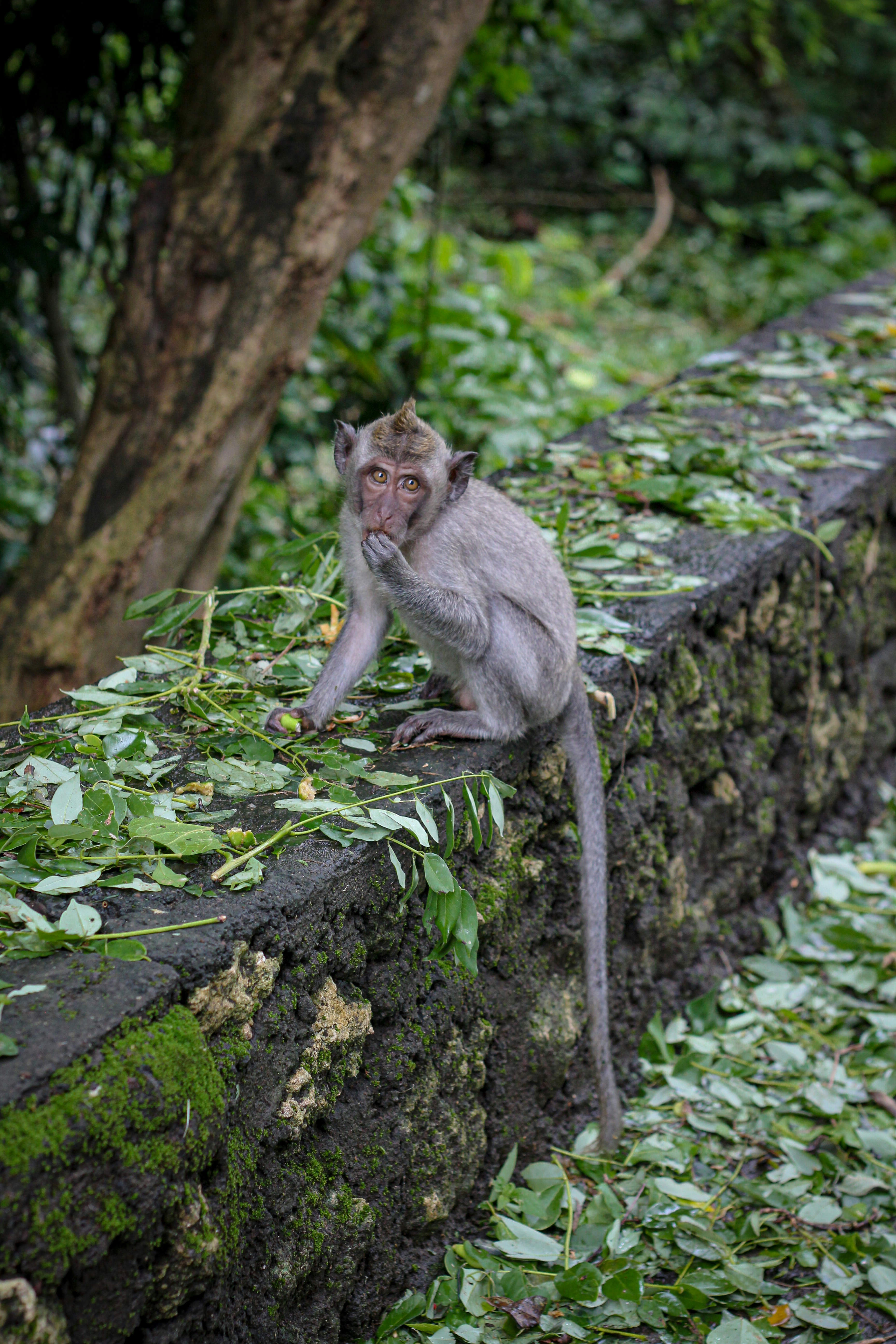 a monkey sitting on top of a stone wall