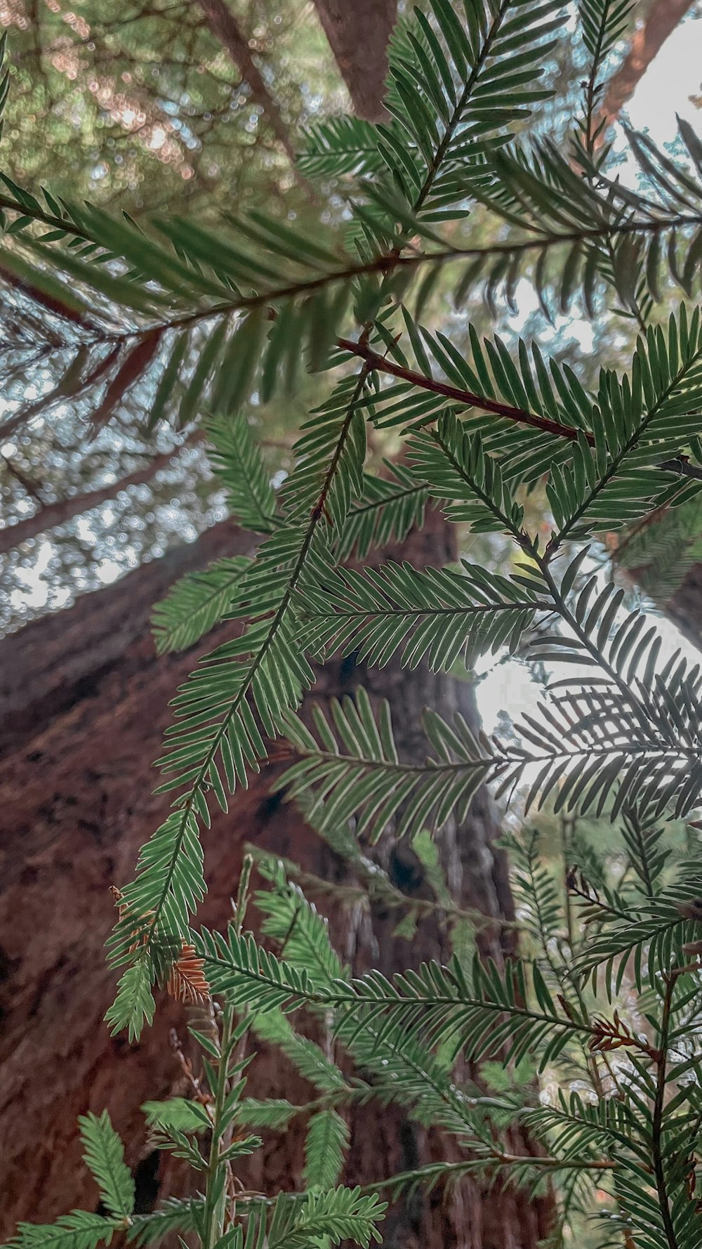 a close up of a tree branch with a forest in the background