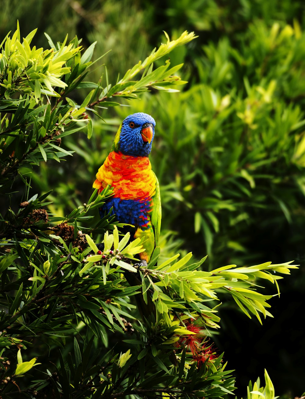 a colorful bird perched on top of a tree branch