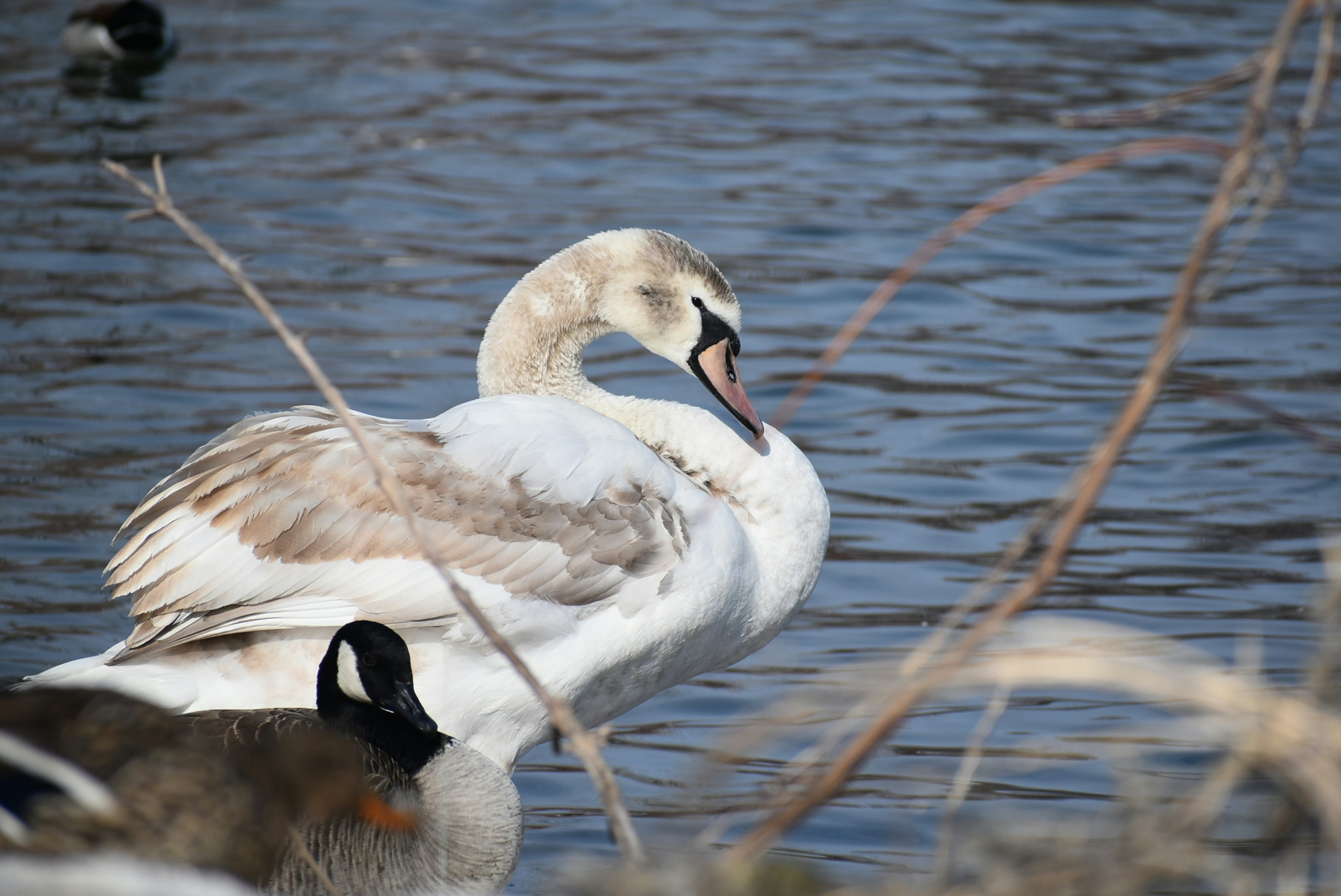 a couple of birds that are standing in the water