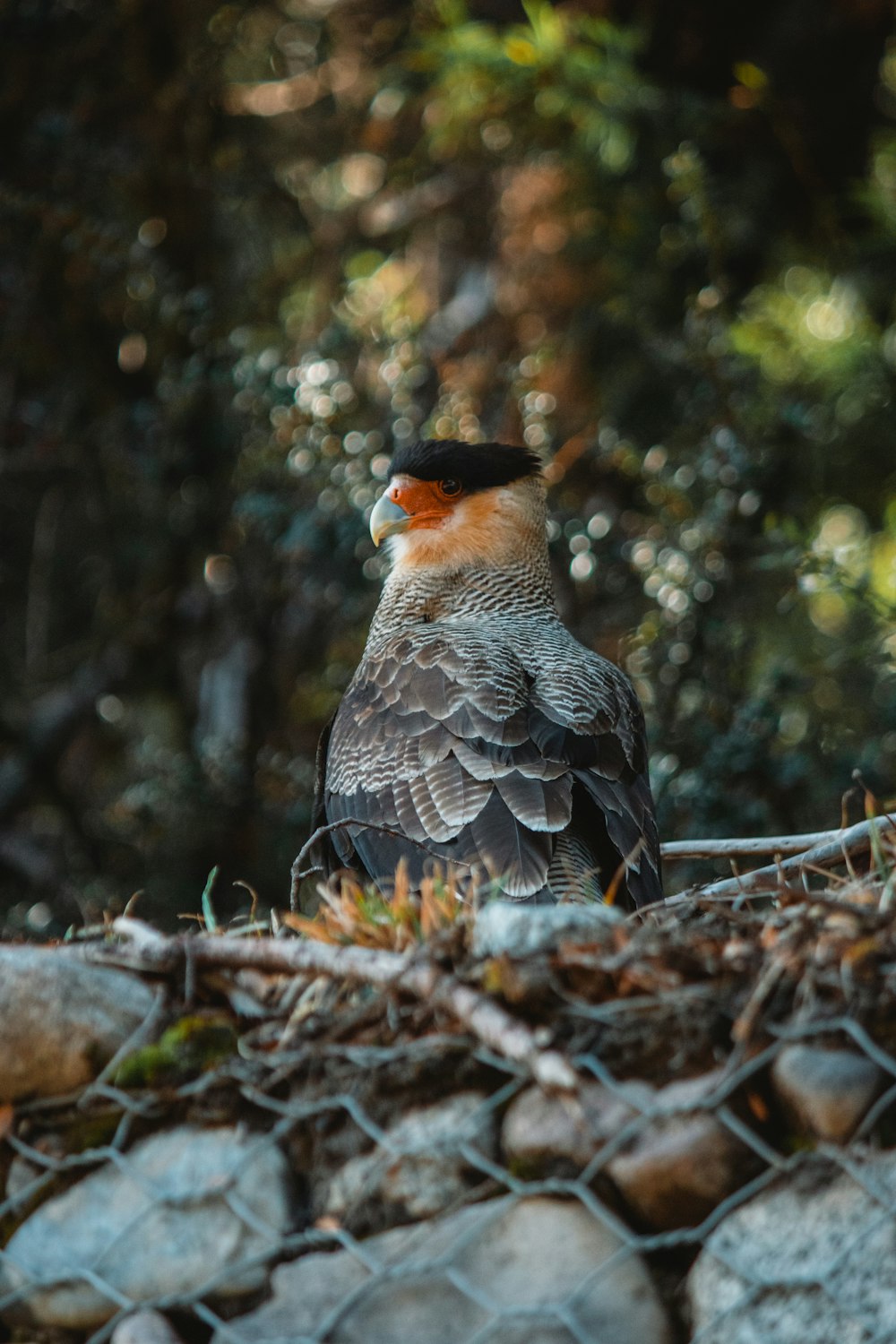 a bird sitting on top of a pile of rocks