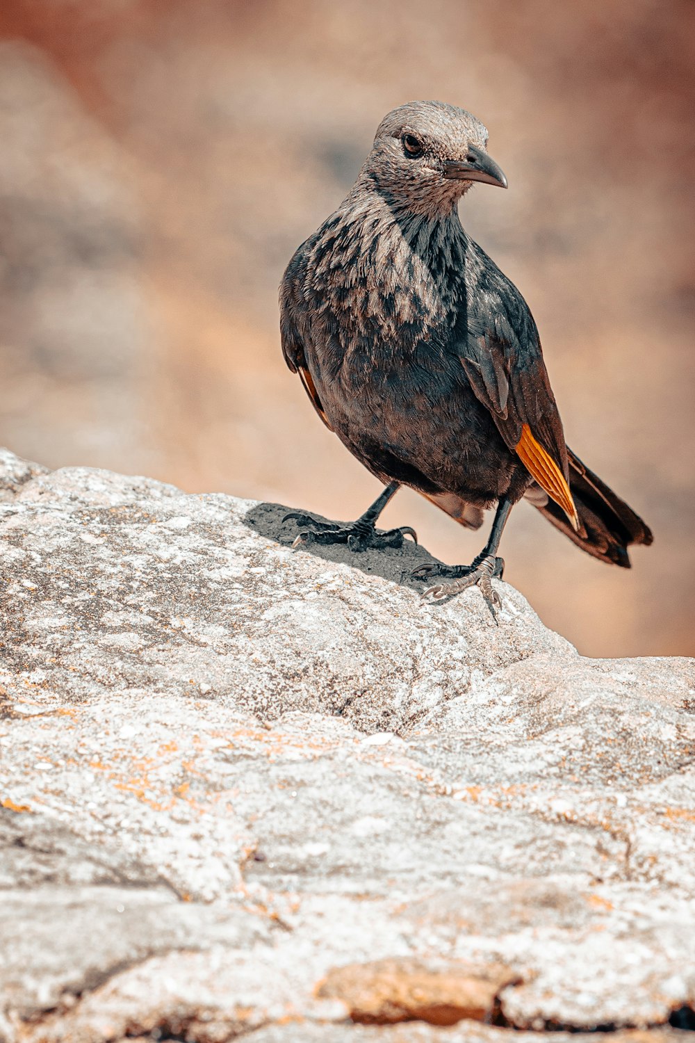 a bird standing on top of a rock