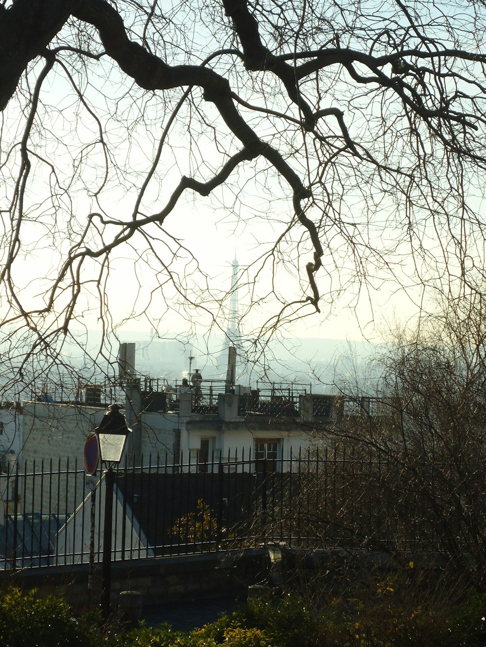 a tree with no leaves near a fence