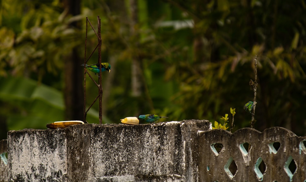 a couple of birds sitting on top of a cement wall